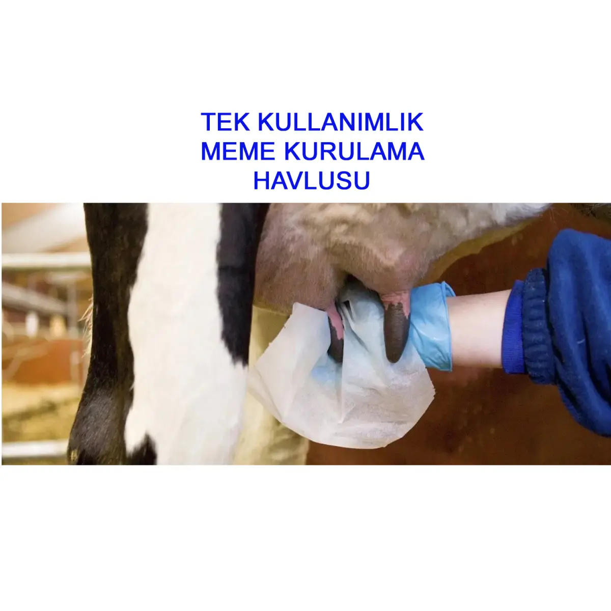 Haygi Tek Kullanımlık İnek Memesi Temizleme ve Kurulama Havlusu